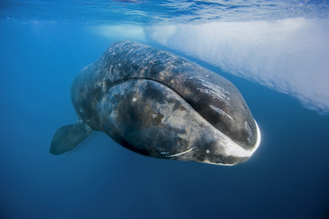 A bowhead whale.