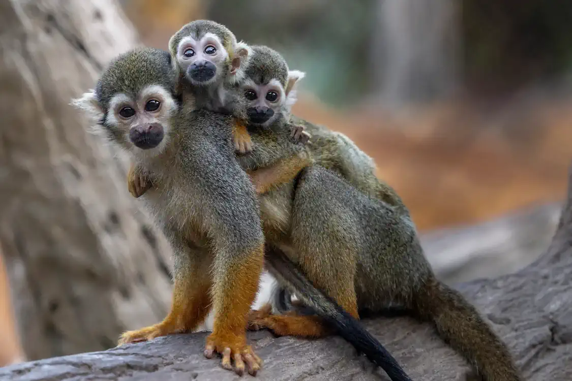 Moneky with child.