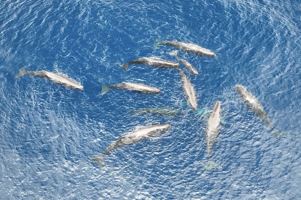 A group of sperm whales in the ocean.